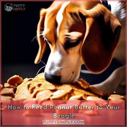 How to Feed Peanut Butter to Your Beagle