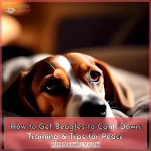 how to get beagles to calm down