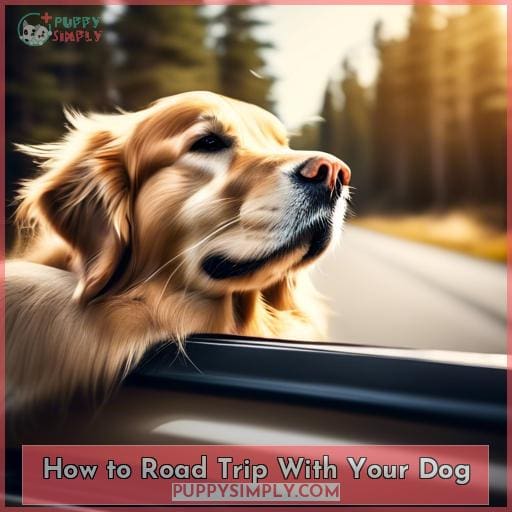 How to Road Trip With Your Dog