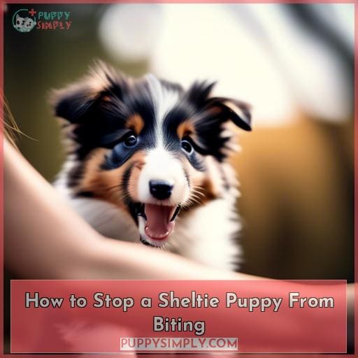 How to Stop a Sheltie Puppy From Biting