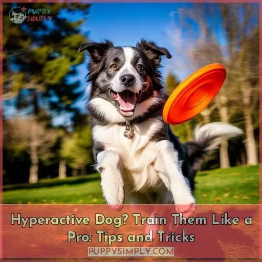 how to train your hyperactive dog