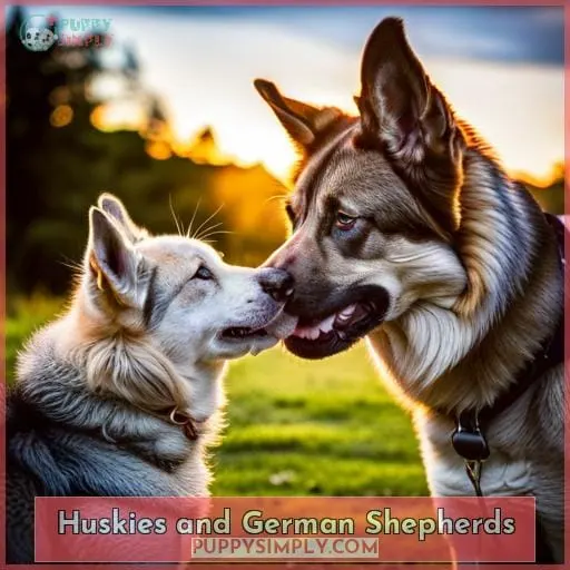 Huskies and German Shepherds