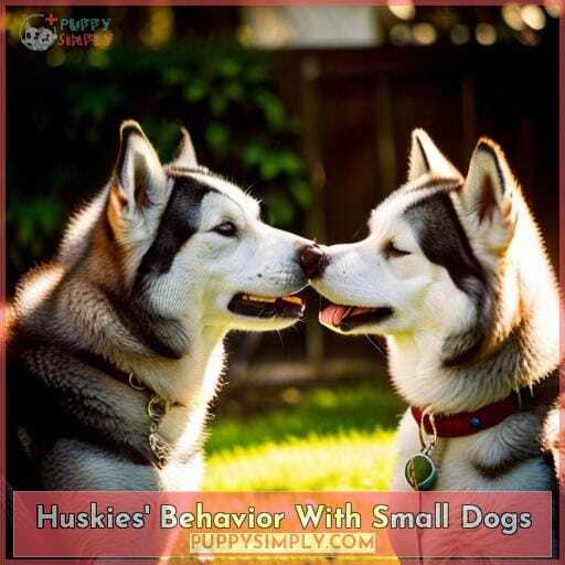 Huskies' Behavior With Small Dogs Huskies' Behavior With Small Dogs