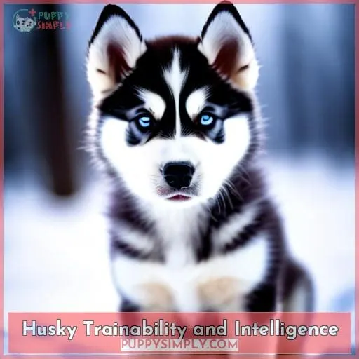 Husky Trainability and Intelligence