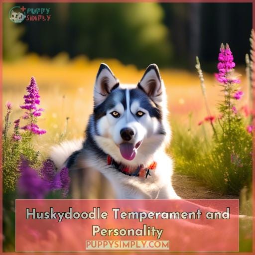 Huskydoodle Temperament and Personality