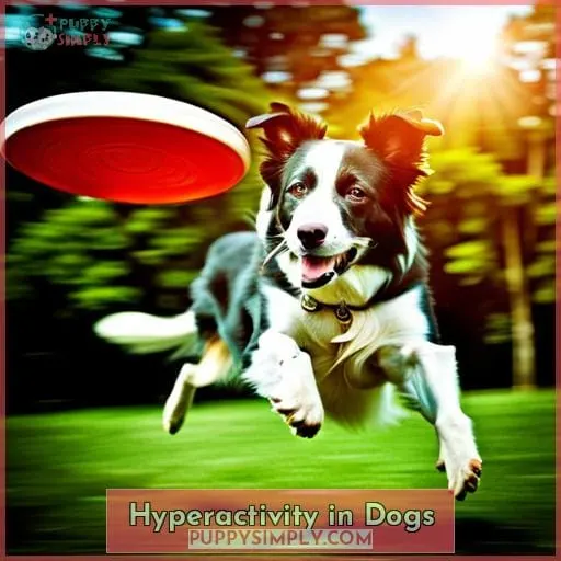 Hyperactivity in Dogs