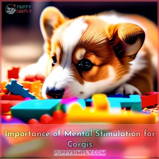 Importance of Mental Stimulation for Corgis