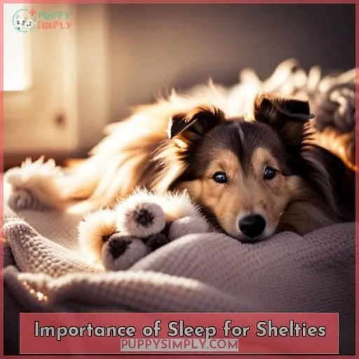 Importance of Sleep for Shelties