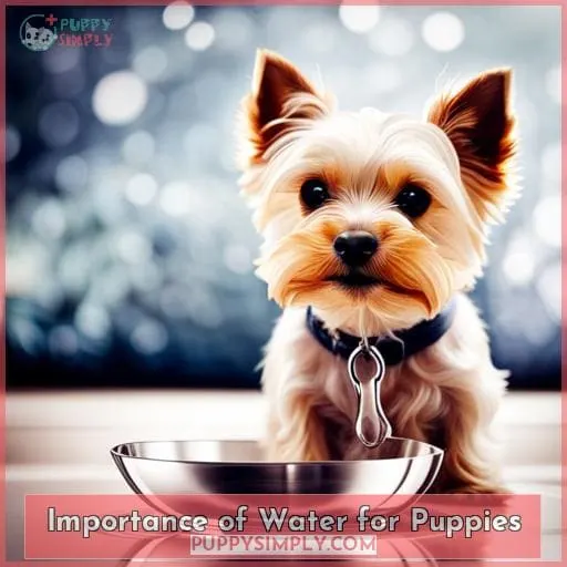 Importance of Water for Puppies