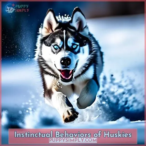 Instinctual Behaviors of Huskies