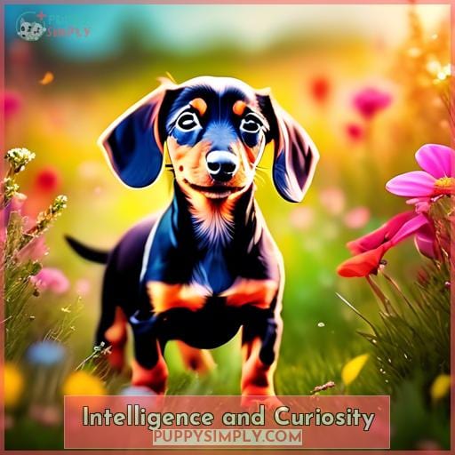 Intelligence and Curiosity