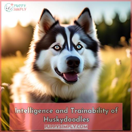 Intelligence and Trainability of Huskydoodles