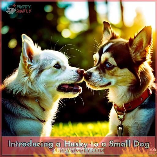 Introducing a Husky to a Small Dog Introducing a Husky to a Small Dog