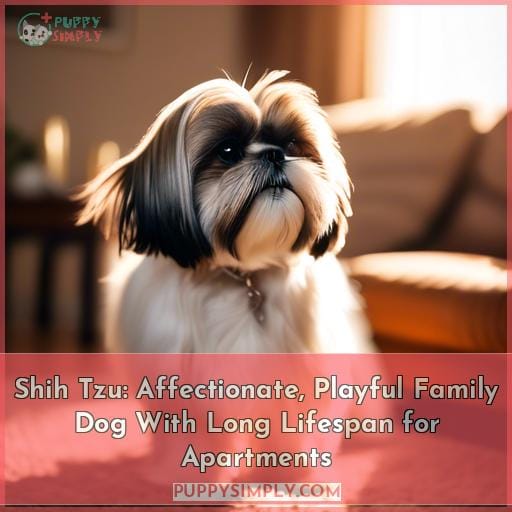 is a shih tzu a good family dog why is a shih tzu a good family dog why