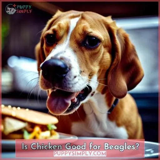 Is Chicken Good for Beagles