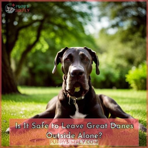 Is It Safe to Leave Great Danes Outside Alone Is It Safe to Leave Great Danes Outside Alone