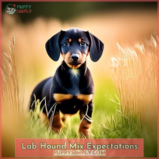 Lab Hound Mix Expectations