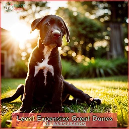 How Much Does a Great Dane Cost? Breaking Down the Expenses