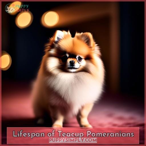 Lifespan of Teacup Pomeranians