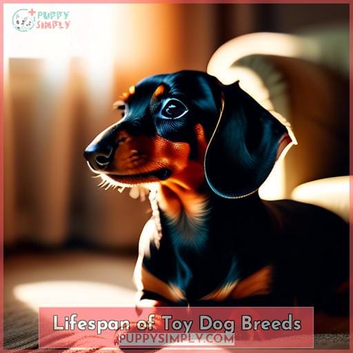 Lifespan of Toy Dog Breeds