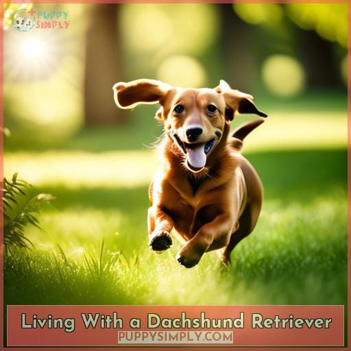 Living With a Dachshund Retriever Living With a Dachshund Retriever