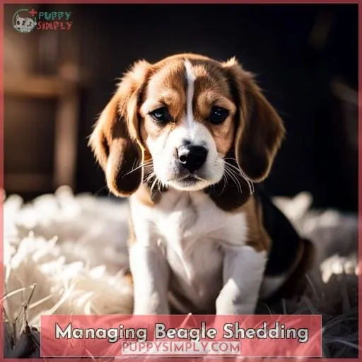 Managing Beagle Shedding