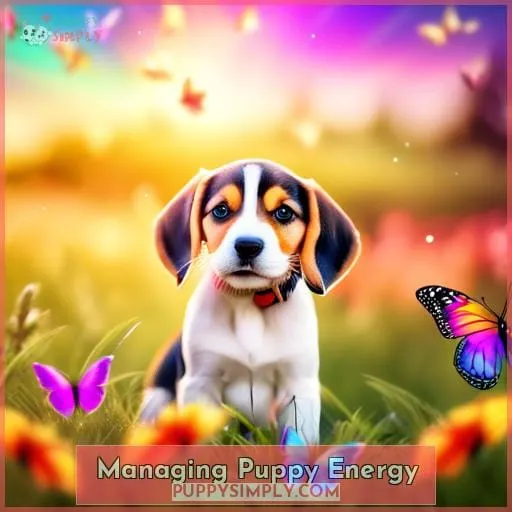 Managing Puppy Energy
