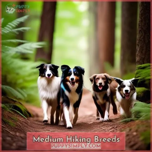 Medium Hiking Breeds