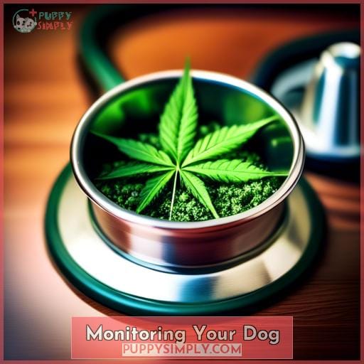 Monitoring Your Dog