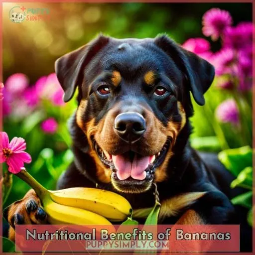Nutritional Benefits of Bananas