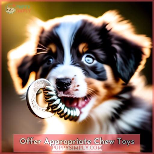 Offer Appropriate Chew Toys