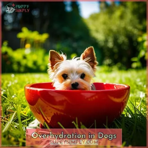 Overhydration in Dogs