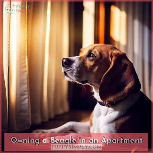 Owning a Beagle in an Apartment