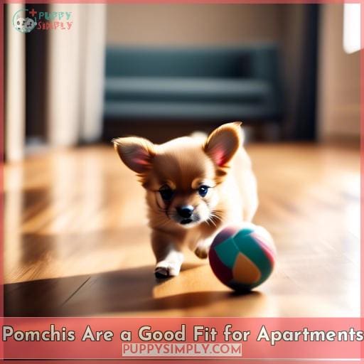 Pomchis Are a Good Fit for Apartments
