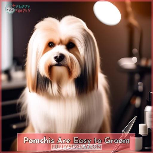 Pomchis Are Easy to Groom
