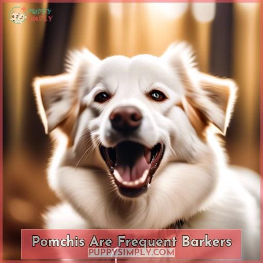 Pomchis Are Frequent Barkers