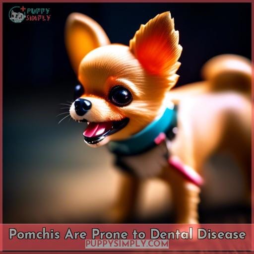 Pomchis Are Prone to Dental Disease