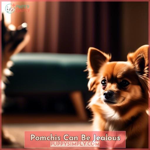 Pomchis Can Be Jealous