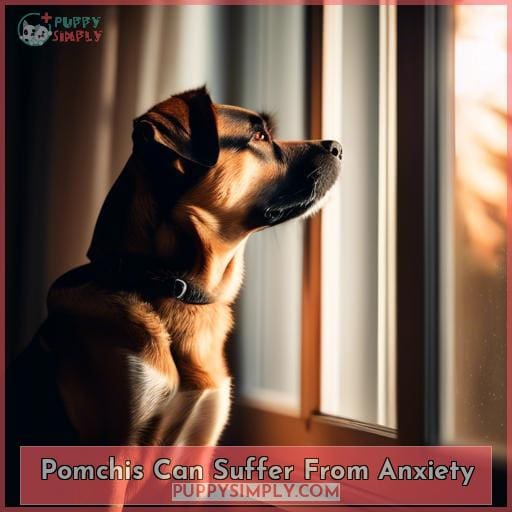 Pomchis Can Suffer From Anxiety