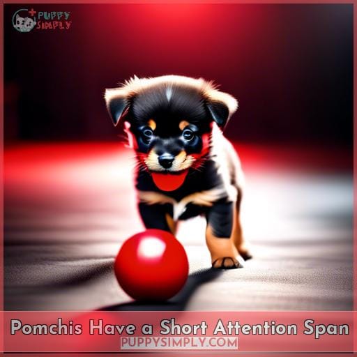 Pomchis Have a Short Attention Span
