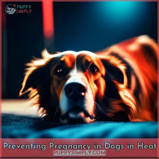 Preventing Pregnancy in Dogs in Heat