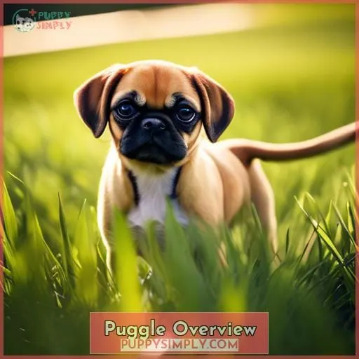 Puggle Overview