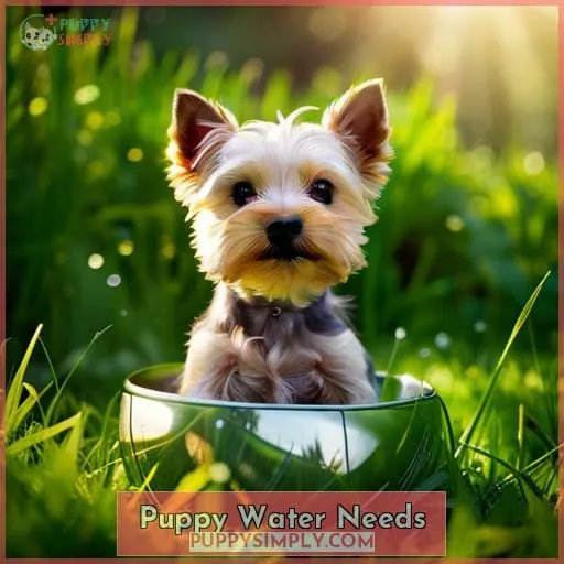 Puppy Water Needs