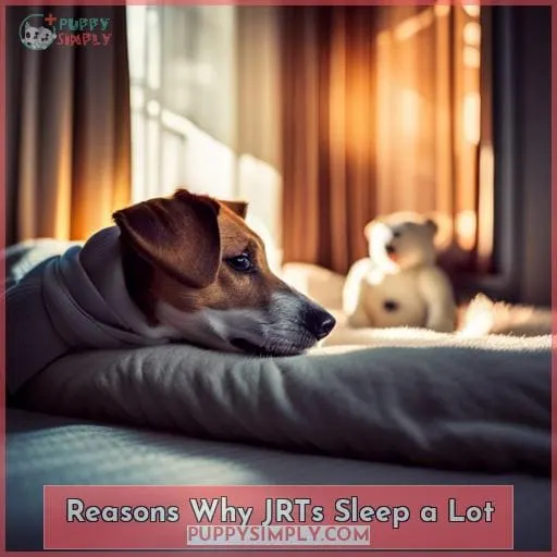 Reasons Why JRTs Sleep a Lot