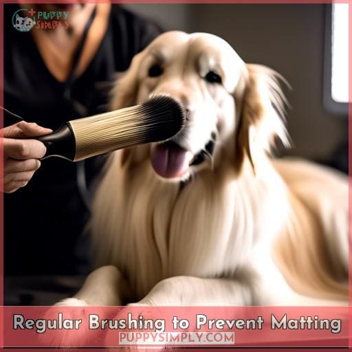 Regular Brushing to Prevent Matting