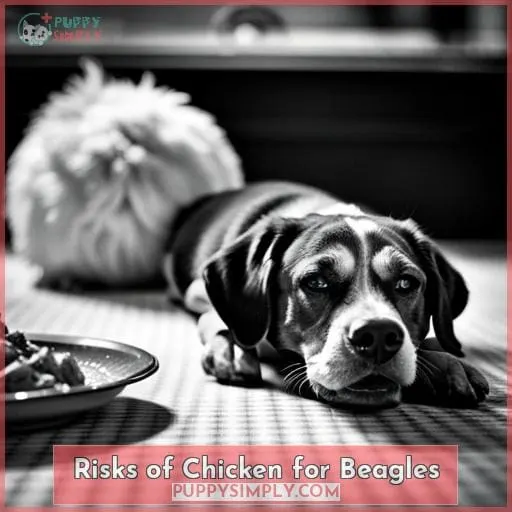 Risks of Chicken for Beagles