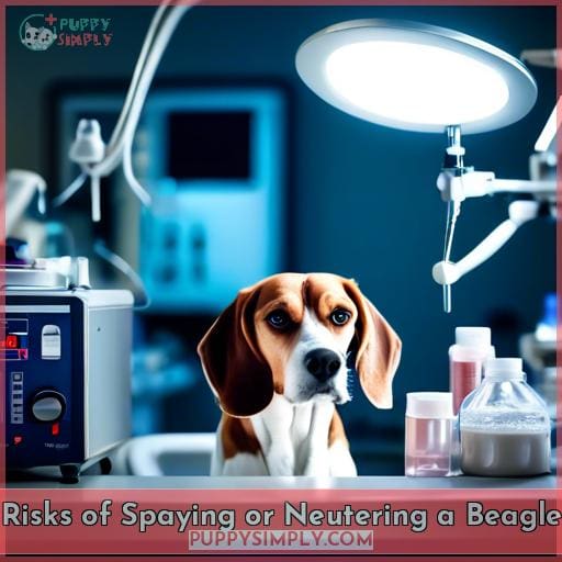 Risks of Spaying or Neutering a Beagle Risks of Spaying or Neutering a Beagle