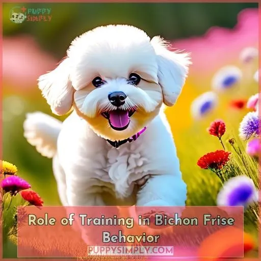 Role of Training in Bichon Frise Behavior