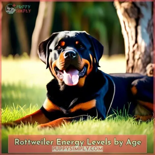 Rottweiler Energy Levels by Age