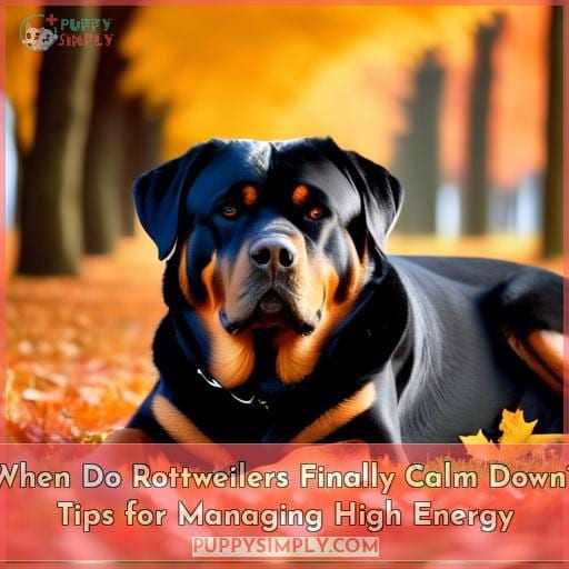 rottweilers calm down age rottweilers calm down age